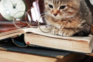 I love writing stories, whether it's fan fiction or an original fantasy novel!