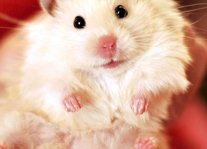 You probably already know that I LOVE hamsters. They're cute fuzzy balls of sunshine!